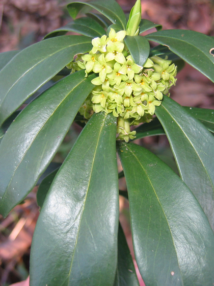 Spurge Laurel